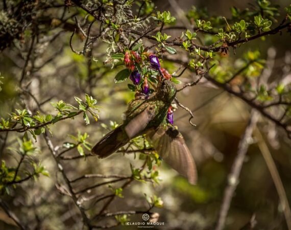 Inka Trail Birds Animals
