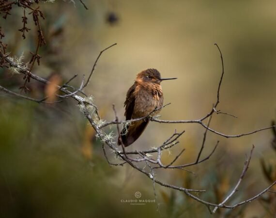Inka Trail Birds Animals