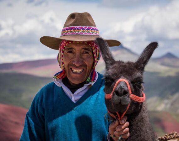 Palccoyo Llamas